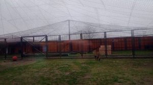 KWVT0959 Шархан 11.11.2025 Видео от Ивана