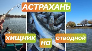 Осенняя рыбалка на хищника в Астрахани. Ловля окуня, судака, на отводной поводок с лодки на Волге.