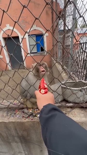 Обезьяны приколы