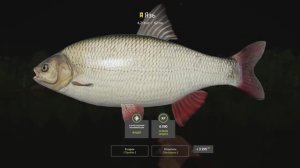 РР4 Комариное. Язь.