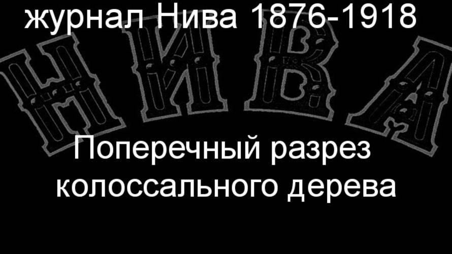 Поперечный разрез колоссального дерева.описание журнал Нива 1876-1918 смотреть онлайн