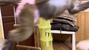 Маня РАЗОШЛАСЬ и чуть не сорвала штору, пришлось ее немного НАРУГАТЬ