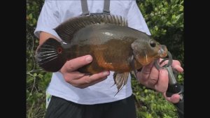 США, Флорида: Рыбалка на диких Астронотусов