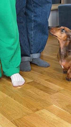 ИСПУГАЛИСЬ ПАУКА