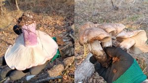 Синеножка и подтопольники в любое время