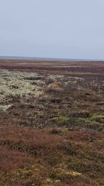 Куроратки в тундре)