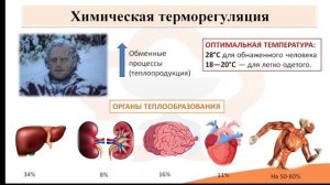 Видео-лекция №24.1. Типовые защитно-приспособительные процессы, протекающие в организме