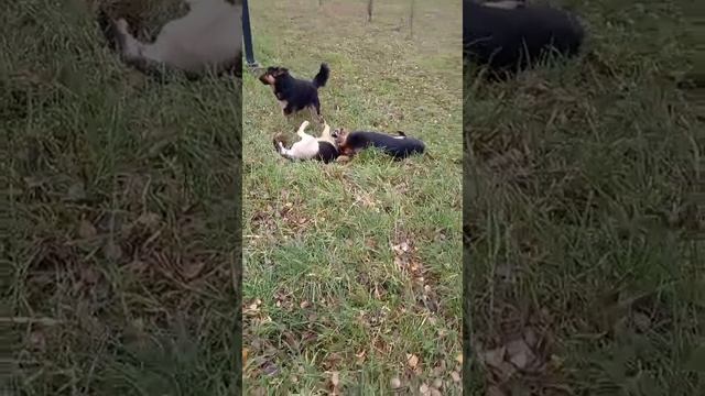 ДРАКА БЕЗДОМНЫХ СОБАК!