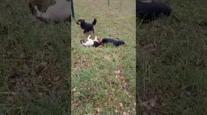 ДРАКА БЕЗДОМНЫХ СОБАК!