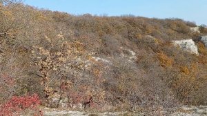 Урочище Таш-Джарган. 08.11.25.