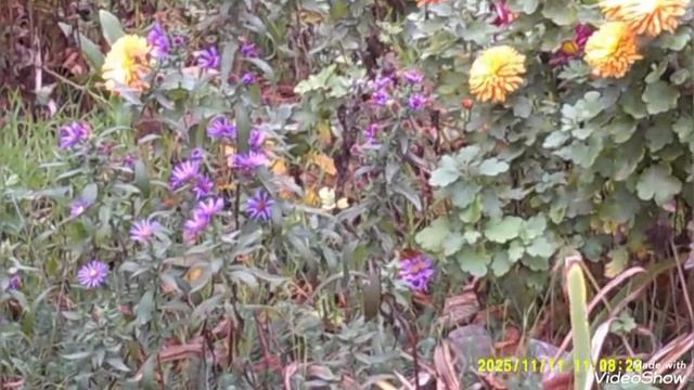 Мариуполь ⚓ сейчас 🏗️🏢 как есть 👆владельцы авто уважайте законы РФ 🇷🇺 тротуар для пешеходов ☝️ смотреть онлайн