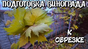ПОДГОТОВКА кустов винограда К ОБРЕЗКЕ.