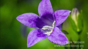 Цветы-Сердца-Благодарности (Gratitude-Flower-Hearts) - альбом группы Mountain Silence, Музыка Шри Чи