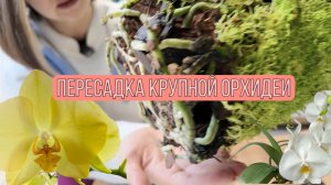 Пересадка крупной орхидеи из пластика в 5л вазу