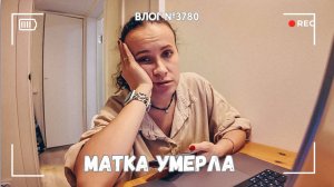 Муравьиная матка умерла | Опять нарвались на мошенников - ВЛОГ №3780  - 10.11.25