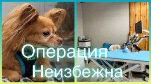 Везу Веню на Операцию❤️_🔥🙏Вовремя Успели😰🐶