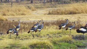 МЕЛОДИЯ ГАРМОНИИ И ТИШИНЫ — МУЗЫКА ДЛЯ ДУШИ