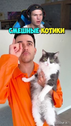 Самый СМЕШНЫЕ Коты в Мире! 😂🐱 #shorts #шортс #интересно #кот #животные #прикол #мем #шутка #юмор