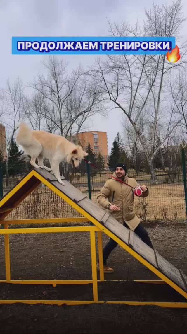 К успеху идёт 😎🐾 #собака #собаки #тренировка #тренировки #животные #питомцы #спорт #развлечения