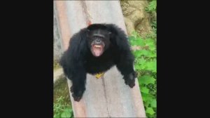 Обезьяна чи-чи-чи!!!!))))))))