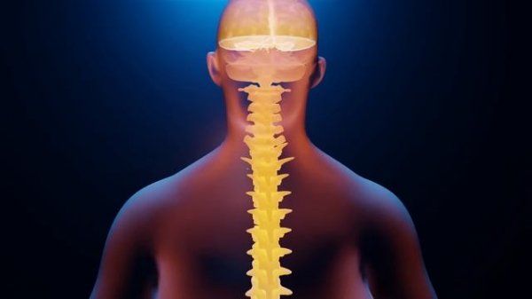 Сайт Гаряев-Матрицы.рф для Шейного Отдела Позвоночника ☀️ Полное Вос