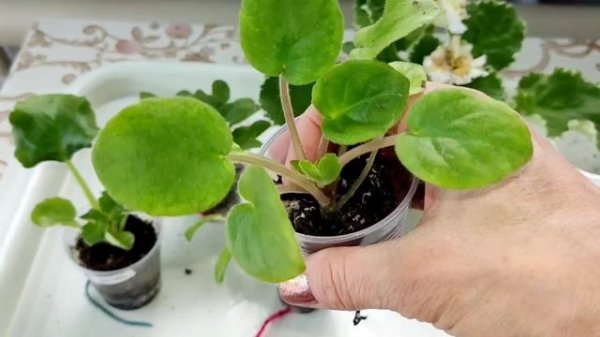 Всё про фиалки.