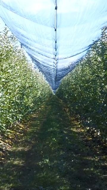 ШКОЛА ФЕРМЕРА#атв#ферма#школа#уроки#яблочки#природа #урожай#новости#новостирегионов#животные#news смотреть онлайн