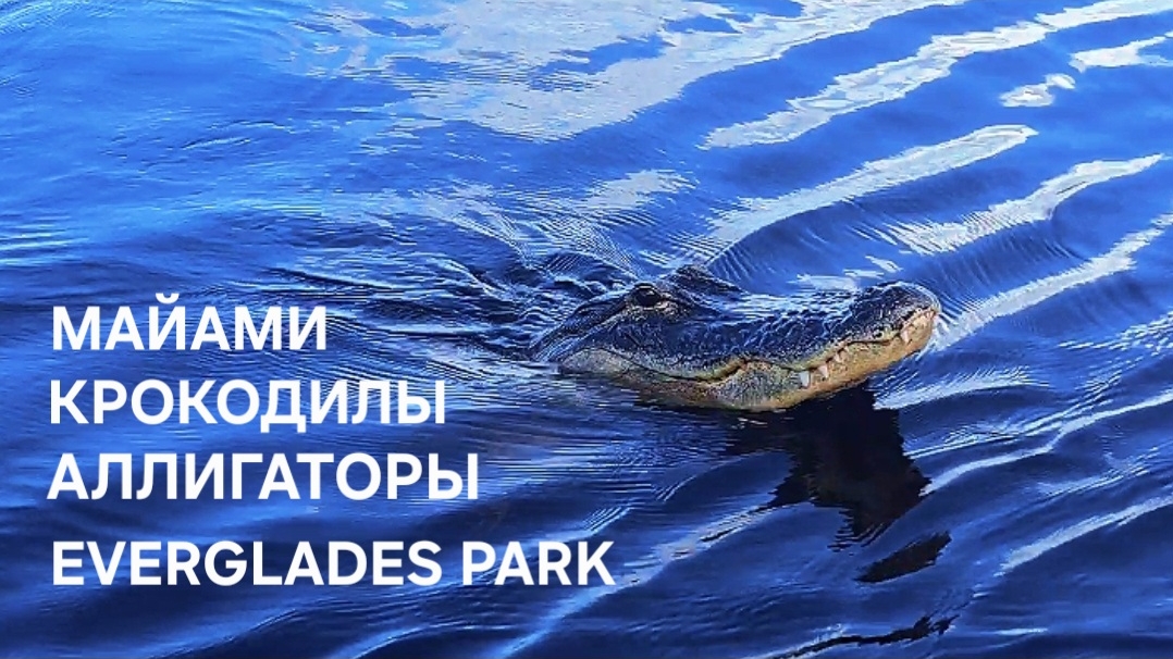 Окунулись в Майами⚡️ Крокодилы и Аллигаторы зашли💯 смотреть онлайн