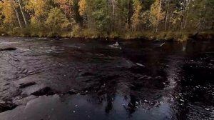 СОБАКА НЕ СМОГЛА. КАЗУС В ТАЙГЕ. ЧТО СЛУЧИЛОСЬ С СОБАКОЙ. ДОБЫЛ МЯСО В ГЛУХОЙ ЧАЩЕ. ПОХОД В ЛЕС