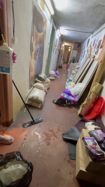 Яндекс доставка. побывала в доме котиков. #шортс #обзор #котики #яндекс #доставка #еда #топ