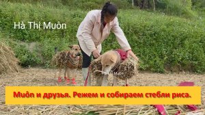 Muôn и друзья из Вьетнама. Режем и собираем стебли риса  для грядок.