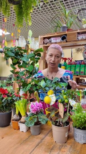 Что общего у этих растений? Подборка комнатных растений.