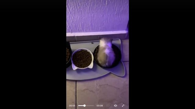 ДЕЛАЙ ТЕ ЗВУК ПОГРОМЧЕ И УШЛУШИТЕ WI WI WI смотреть онлайн