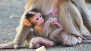 Макашонок был очень мил и великолепно подыграл оператору .1000040760.mp4