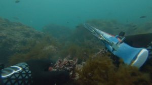 Зубарик / Подводная охота