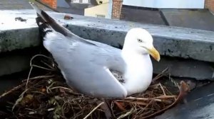 Документальный фильм про чаек Life on the colony. Herring Gull. Фулл версия
