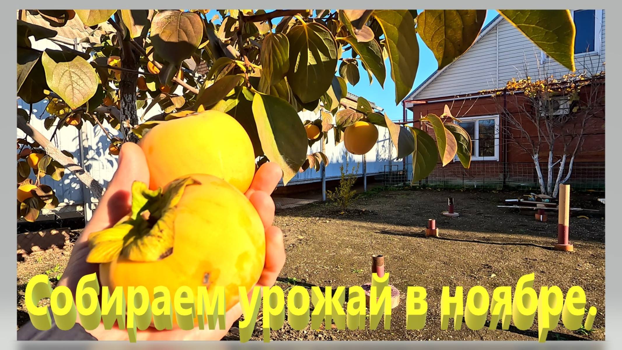 Собираем урожай в ноябре. Частный дом на юге. Ейск. смотреть онлайн