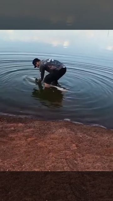 Краснохвостый сом