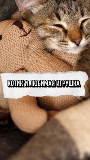 Котик И Его Любимая Игрушка❤️