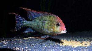 Все о Геофагусах топ-10.  Полный обзор