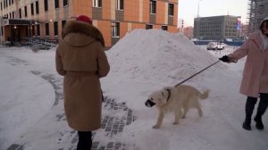 О требованиях к содержанию и выгулу домашних животных