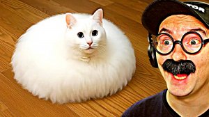 100 САМЫХ СМЕШНЫХ ВИДЕО (6 Выпуск)