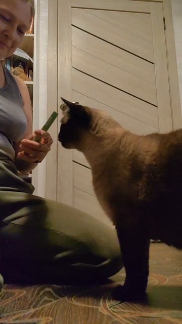 Ноузворк для кошки?!    Ну, а почему бы и нет?