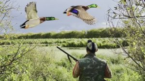 Охота на утков