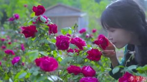 САДЫ КИТАЯ ЖИЗНЬ РОЗ  ПРЕКРАСНАЯ, ПОЛНАЯ ЛЮБВИ. ИСПОЛЬЗОВАНИЕ ЦВЕТОЧНЫХ ЛЕПЕСТКОВ