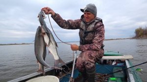 БЕШЕНО ПРЁТ, СПИННИГ ГНЁТ! МОЩНЫЙ ЖЕРЕХ В КОРЯГАХ. Осенняя рыбалка на Волге. Ловля жереха и судака.