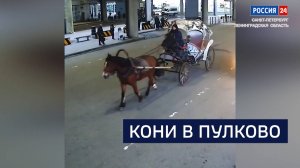ВЕСТИ 24 Санкт-Петербург от 11.11.2025