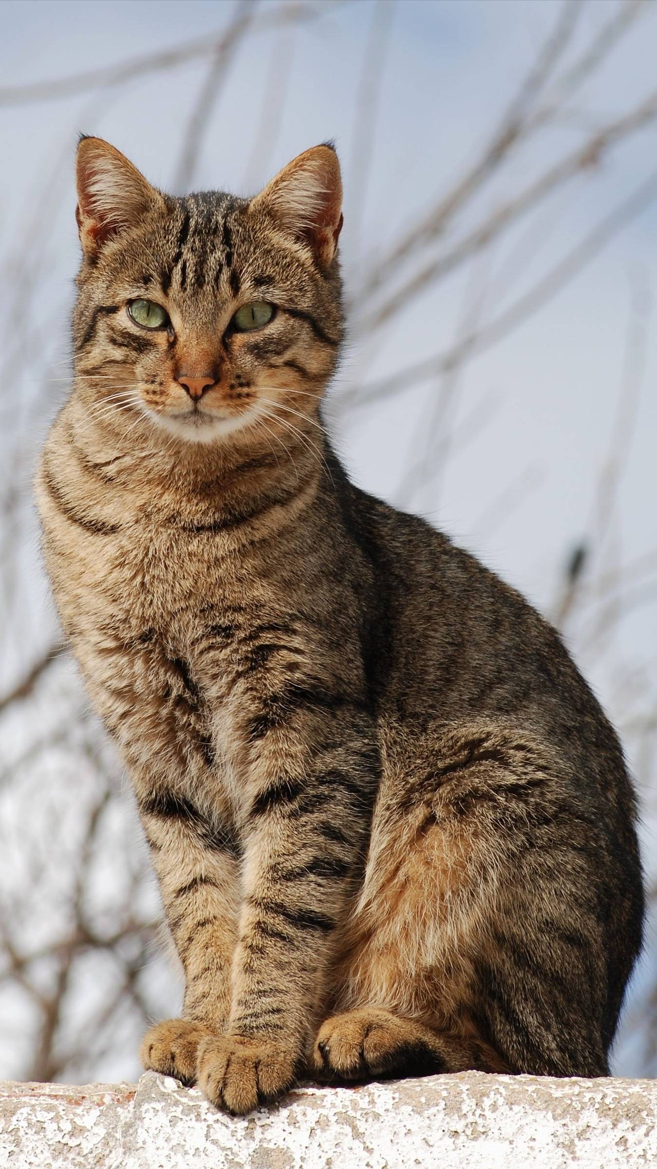 Маленькая кошечка работает)))) смотреть онлайн