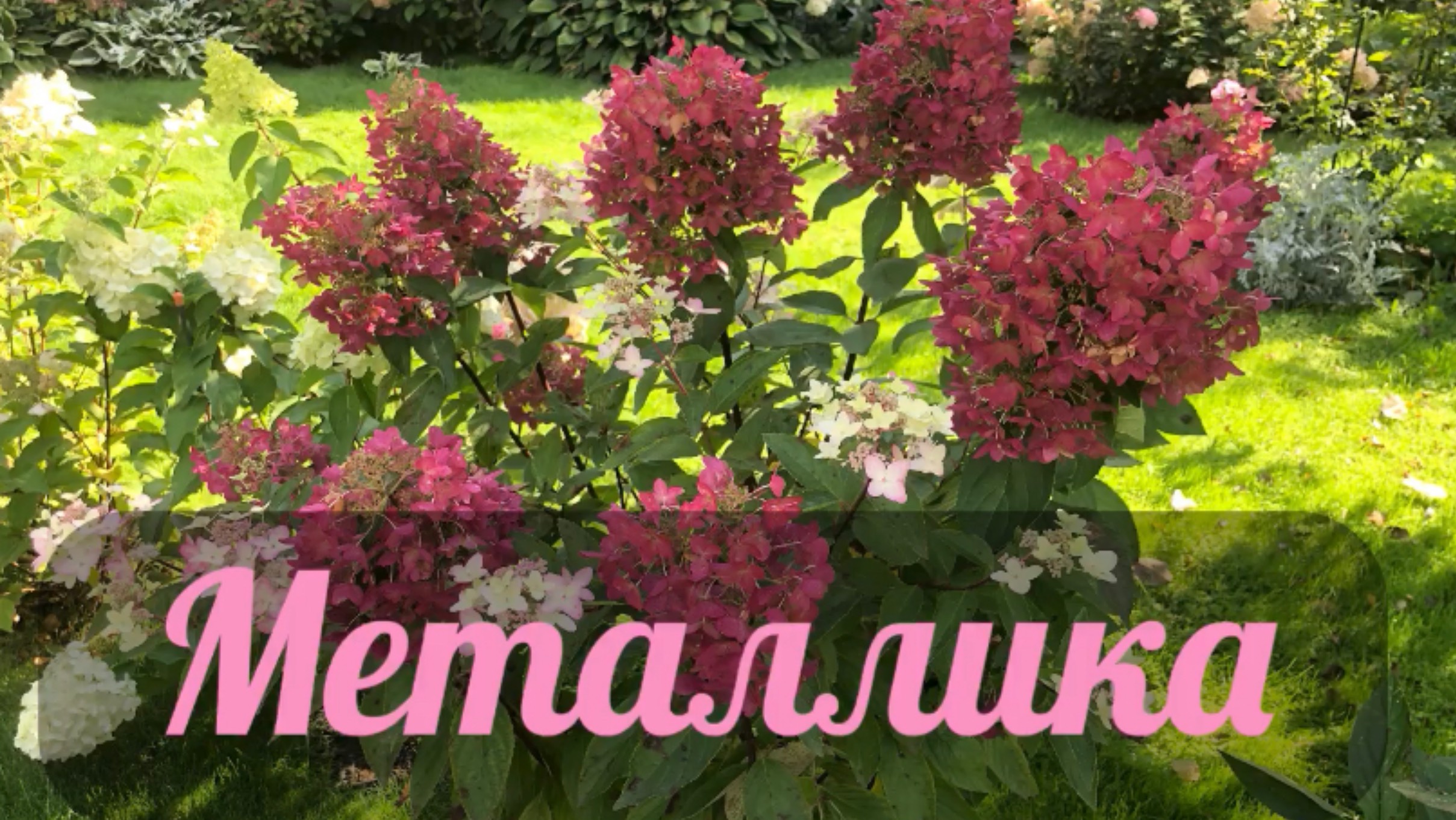 Гортензия метельчатая « Металлика» смотреть онлайн