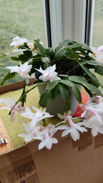 Буйство Декабриста смотреть онлайн